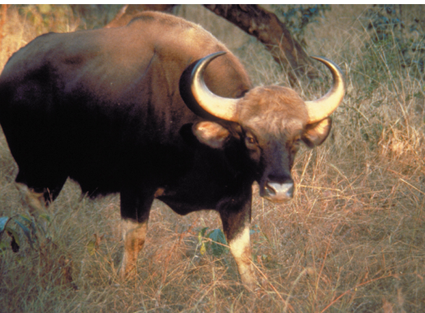 wild ox